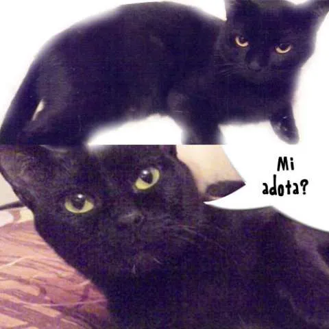 Gato ra a SRD idade 7 a 11 meses nome Alicia 