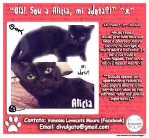 Gato raça SRD idade 7 a 11 meses nome Alicia 