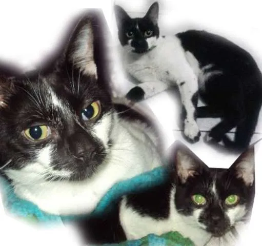 Gato raça SRD idade  nome Monet 