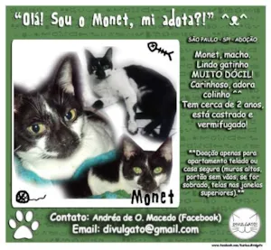 Gato raça SRD idade  nome Monet 