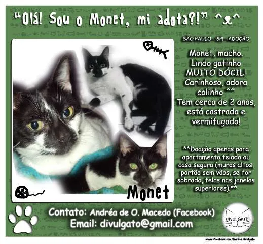 Gato raça SRD idade  nome Monet 