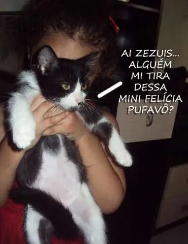 Gato ra a SRD idade  nome Dexter
