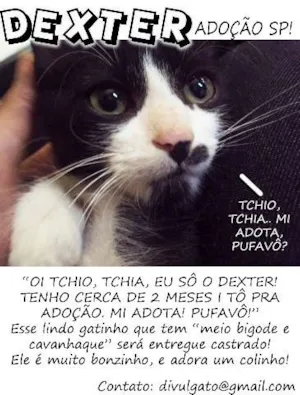 Gato raça SRD idade  nome Dexter