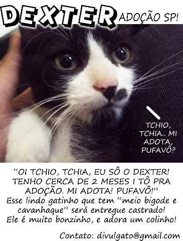 Gato ra a SRD idade  nome Dexter