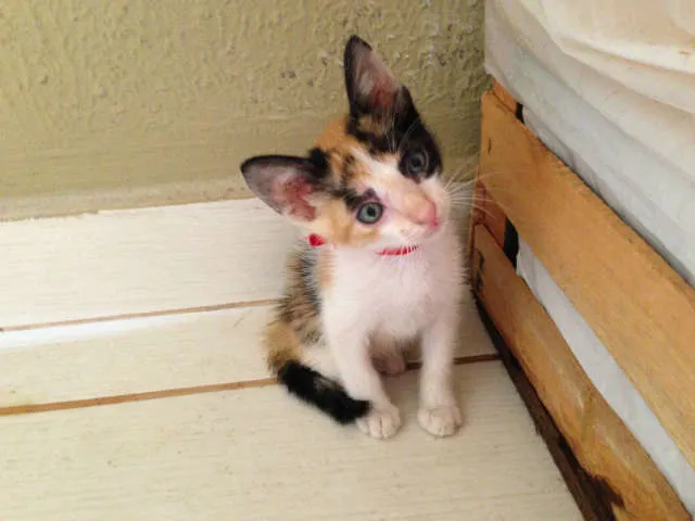 Gato ra a SRD idade 2 a 6 meses nome Lindos filhotes