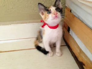 Gato raça SRD idade 2 a 6 meses nome Lindos filhotes