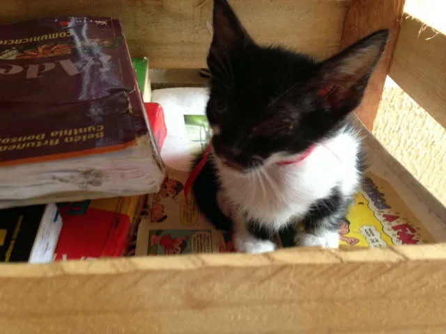 Gato ra a SRD idade 2 a 6 meses nome Lindos filhotes