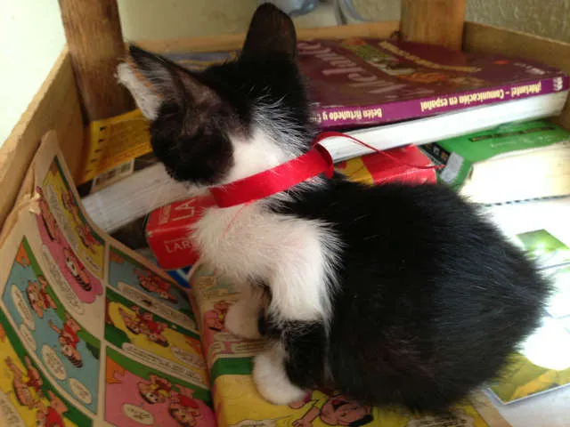 Gato ra a SRD idade 2 a 6 meses nome Lindos filhotes