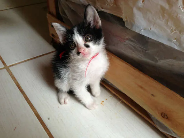 Gato ra a SRD idade 2 a 6 meses nome Lindos filhotes