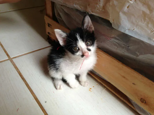 Gato ra a SRD idade 2 a 6 meses nome Lindos filhotes