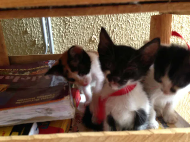 Gato ra a SRD idade 2 a 6 meses nome Lindos filhotes