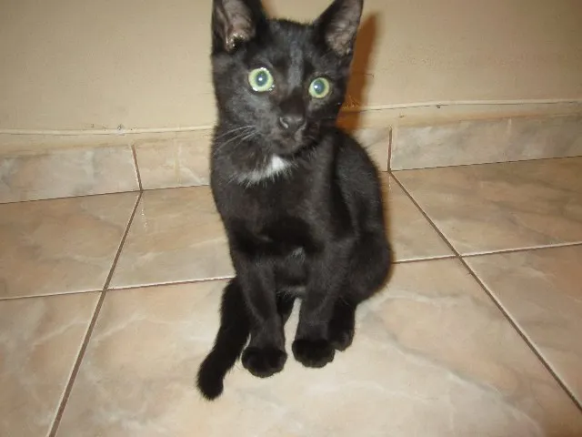 Gato ra a SRD idade 2 a 6 meses nome Gatinho