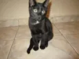 Gatinho