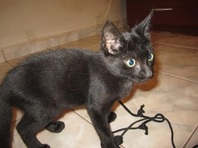 Gato ra a SRD idade 2 a 6 meses nome Gatinho