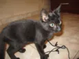 Gatinho