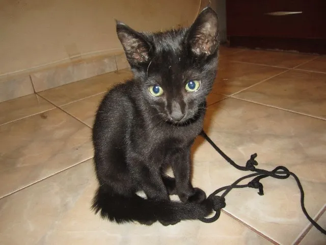 Gato ra a SRD idade 2 a 6 meses nome Gatinho