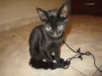 Gatinho