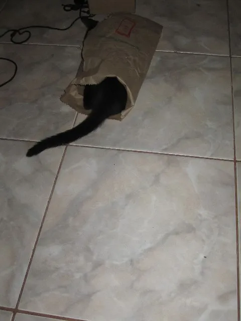 Gato ra a SRD idade 2 a 6 meses nome Gatinho