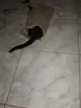Gatinho