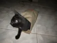 Gatinho
