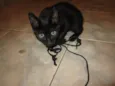 Gatinho