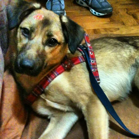 Cachorro raça SRD idade 1 ano nome Bela