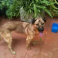Bela