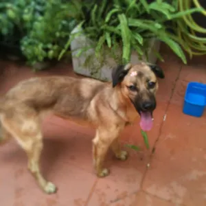 Cachorro raça SRD idade 1 ano nome Bela