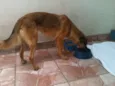 Bela