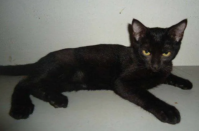 Gato ra a srd idade 2 a 6 meses nome Neguinha
