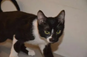Gato raça srd idade 2 a 6 meses nome Picasso