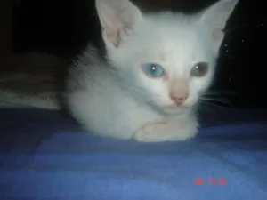 Gato raça Siamês idade Abaixo de 2 meses nome Maycon