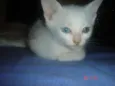 Maycon
