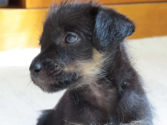 Cachorro ra a SRD idade Abaixo de 2 meses nome Emma