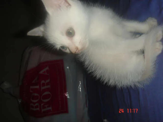 Gato ra a Siamês idade Abaixo de 2 meses nome Maycon