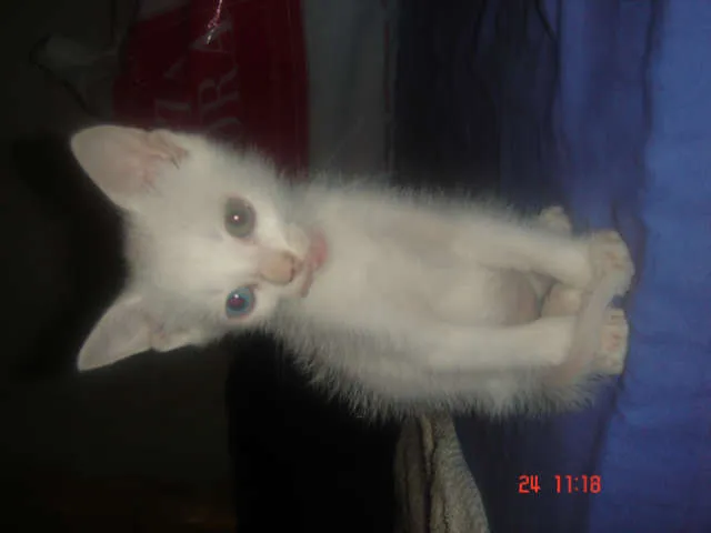 Gato ra a Siamês idade Abaixo de 2 meses nome Maycon