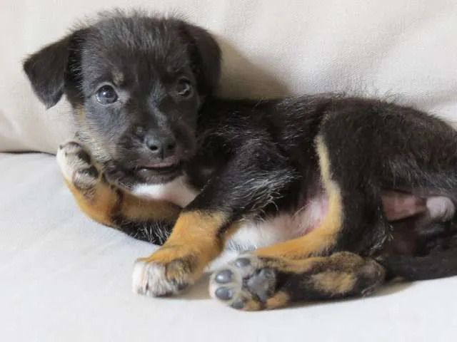 Cachorro ra a SRD idade Abaixo de 2 meses nome Emma