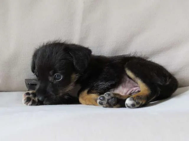 Cachorro ra a SRD idade Abaixo de 2 meses nome Emma