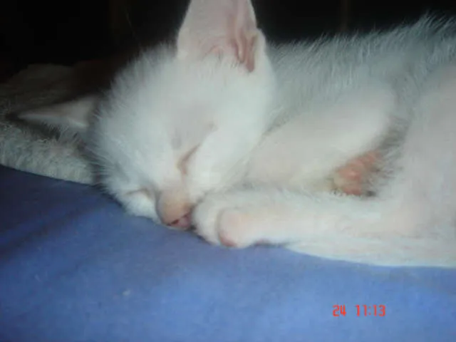 Gato ra a Siamês idade Abaixo de 2 meses nome Maycon