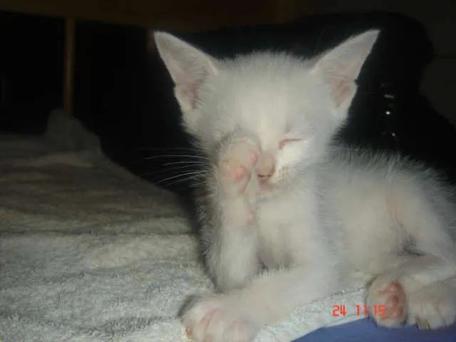 Gato ra a Siamês idade Abaixo de 2 meses nome Maycon
