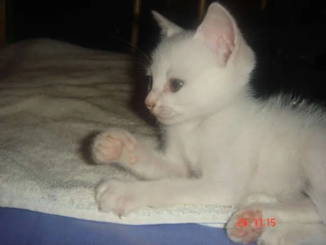 Gato ra a Siamês idade Abaixo de 2 meses nome Maycon
