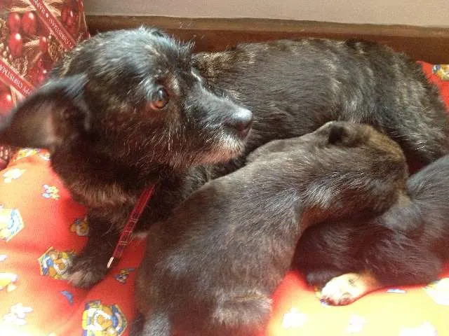 Cachorro ra a SRD idade 2 anos nome Susy