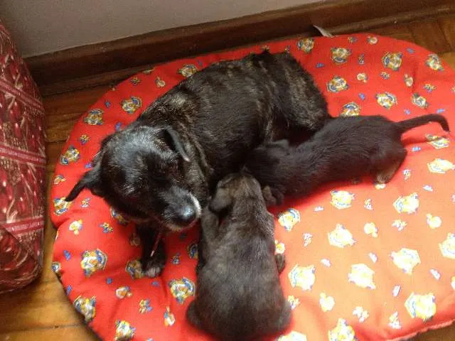 Cachorro ra a SRD idade 2 anos nome Susy