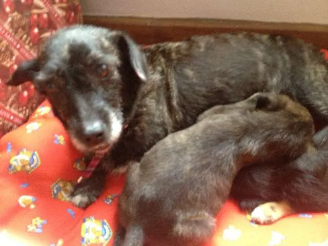Cachorro ra a SRD idade 2 anos nome Susy