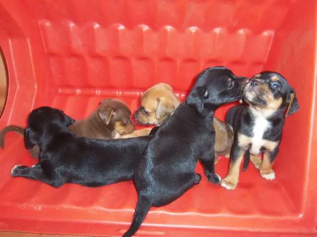 Cachorro ra a Nao defenida idade Abaixo de 2 meses nome Nenei