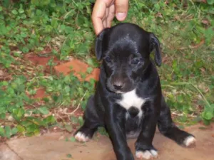 Cachorro raça Nao defenida idade Abaixo de 2 meses nome Nenei