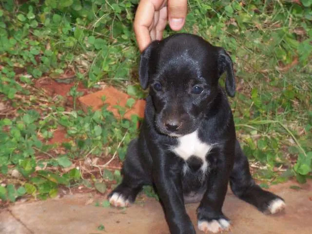 Cachorro ra a Nao defenida idade Abaixo de 2 meses nome Nenei