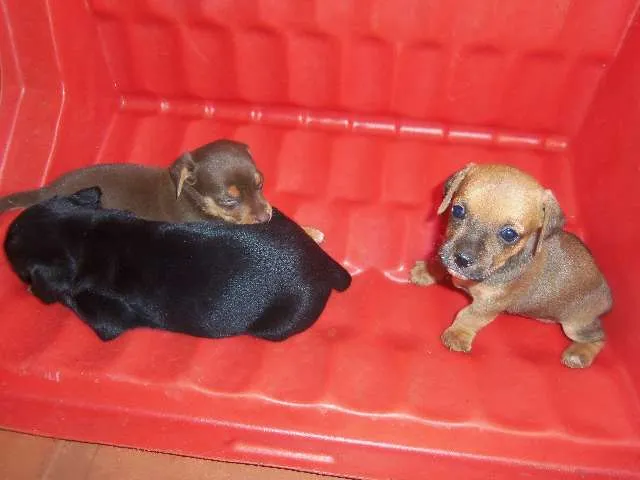 Cachorro ra a Nao defenida idade Abaixo de 2 meses nome Nenei