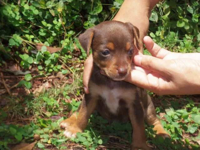 Cachorro ra a Nao defenida idade Abaixo de 2 meses nome Nenei