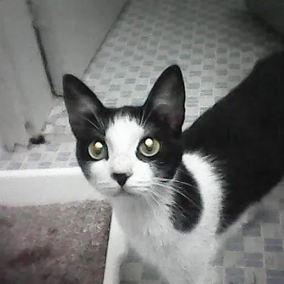 Gato ra a SRD idade 7 a 11 meses nome Pituxa